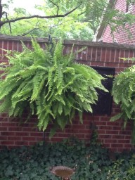 Fern from our Plant Sale growing in Lou Ann's garden