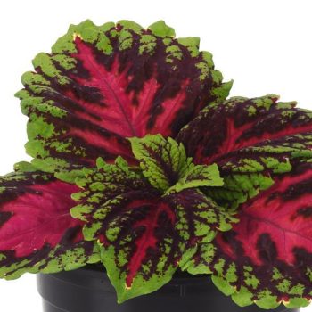 4.5"P - Coleus - Shade - Kong Jr - Rose - Image 4