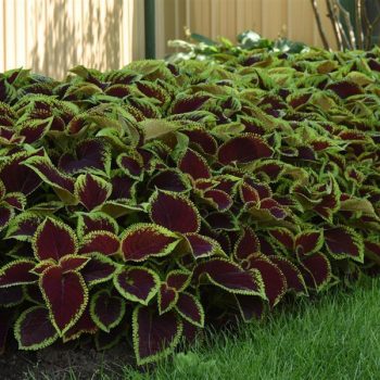 4.5"P - Coleus - Shade - Kong Jr - Scarlett - Image 2