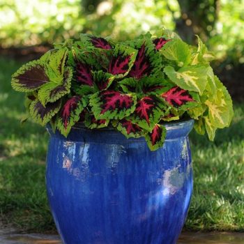 4.5"P - Coleus - Shade - Kong Jr - Rose - Image 3