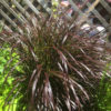 SPEC - Purple Fountain Grass