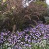 SPEC - Purple Fountain Grass - Image 2