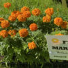 FLAT - Marigold - Perfection - Orange