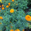 FLAT - Marigold - Perfection - Orange - Image 2