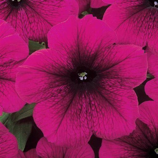 FLAT – Petunia – Madness – Burgundy - Wheaton Garden Club