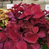4.5"P - Coleus - Sun - Red Head