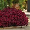 4.5"P - Coleus - Sun - Red Head - Image 2