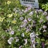 4"P - Petunia - Easy Wave - Silver - Image 2