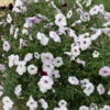 4"P - Petunia - Easy Wave - Silver