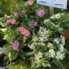 4.5"P - Pentas - Pink - Image 3