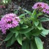 4.5"P - Pentas - Pink
