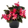 4.5"P - Begonia - Big - Bronze leaf Rose