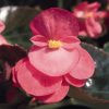 4.5"P - Begonia - Big - Bronze leaf Rose - Image 2