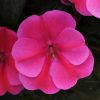 4.5"P - Impatiens - Bounce - Pink Flame - Image 2