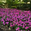 4.5"P - Impatiens - Bounce - Pink Flame