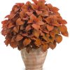 4.5"P - Coleus - Sun - Colorblaze - Sedona Sunset - Image 2