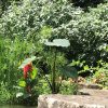 SPEC - Colocasia - Heart of the Jungle - Image 2