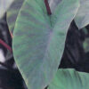 SPEC - Colocasia - Heart of the Jungle