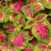 4.5"P - Coleus - Sun - Watermelon