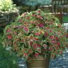4.5"P - Coleus - Sun - Watermelon - Image 2