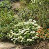 4.5"P - Lantana - Luscious - Pina Colada - Image 3
