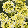 4.5"P - Lantana - Luscious - Pina Colada