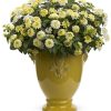 4.5"P - Lantana - Luscious - Pina Colada - Image 2