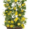 4.5"P - Thunbergia - A-Peel - Lemon - Image 2