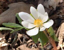 Bloodroot