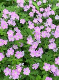 Wild Geranium