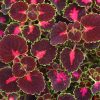 4.5"P - Coleus - Sun - Road Trip (trailing)