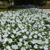 4.5"P - Impatiens - Bounce - White
