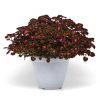4.5"P - Coleus - Sun - Road Trip (trailing) - Image 2