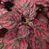4.5"P - Hypoestes - Red (Polka Dot Plant)