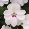 4.5"P - Impatiens - Bounce - White - Image 2