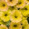 4.5"P - Petunia - Supertunia - Honey
