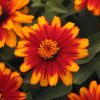 4.5"P - Zinnia - Zahara Sunburst