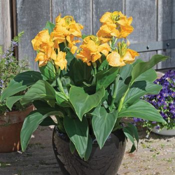 SPEC - Canna Tropical - Green Leaf - Gold Leopard