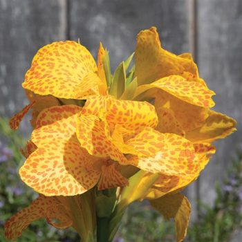 SPEC - Canna Tropical - Green Leaf - Gold Leopard - Image 2