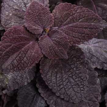 4.5"P - Coleus - Sun - Colorblaze - Newly Noir - Image 2