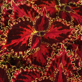 4.5"P - Coleus - Sun - Solar Flare