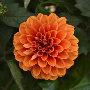 4.5"P - Dahlia - City Lights Apricot Glow