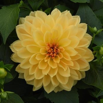 SPEC - Dahlia Venti - Golden Yellow - Image 2