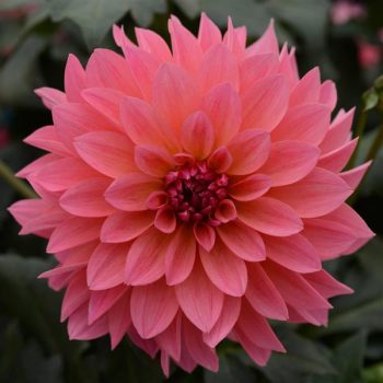 SPEC - Dahlia Venti - Passion Fruit - Image 2