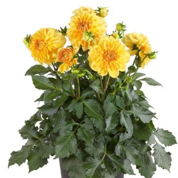 SPEC - Dahlia Venti - Golden Yellow