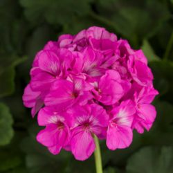 Geranium 4.5" Pots