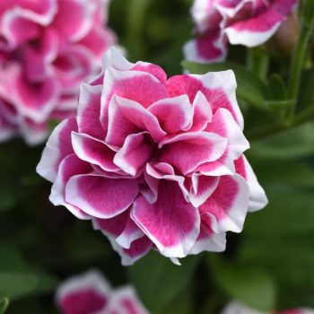 4.5"P - Petunia - Jewel - Pink Diamond