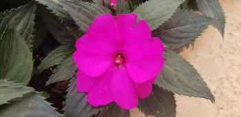 HB - SunPatiens  - Pink