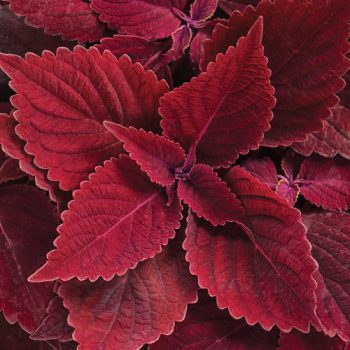 4.5"P - Coleus - Sun - Colorblaze - Rediculous