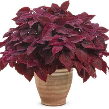 4.5"P - Coleus - Sun - Colorblaze - Rediculous - Image 2